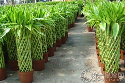 裝修好的房子里面放點什么可以凈化? 裝修好的房子里面放點什么可以凈化?